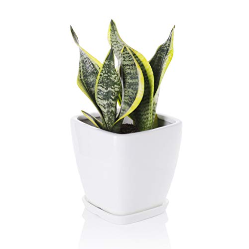 Product Cover Greenaholics Succulent Pot - 5.1 Inch Square Ceramic Planter with Saucer, Flower Pot for Indoor Plant, with Drainage Hole, White