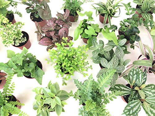 Product Cover Mini Terrarium Plants (6 Plants) (2