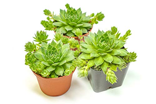 Product Cover Hen and Chicks Succulents (3 Pack) Live Sempervivum Houseleek Succulent Rooted in Planter Pots | Flowering Geometric Rosette Plant by Plants for Pets