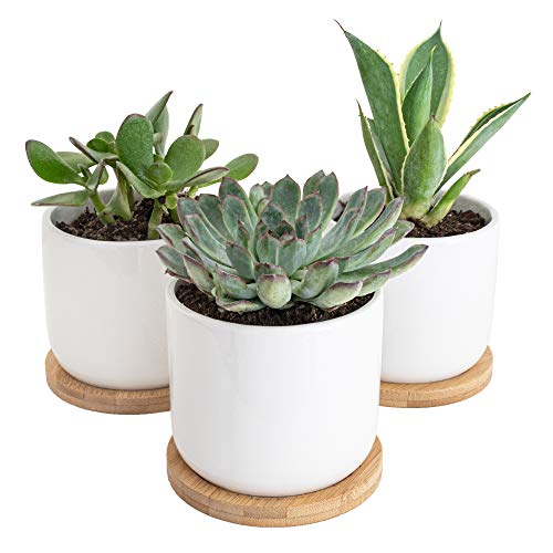 Product Cover Sona Home 4 Inch Pots for Plants with Drainage Tray - Small Plant Pot, Succulent Pot, Small Flower Pot, Cactus Planter - Set of 3 Ceramic White Pots for Plants