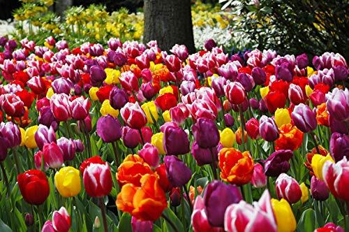 Product Cover Extra Large Bulb Size - 50 Dutch Grown Tulip Bulbs - Mid-Spring Flowering - Fall Planting - Triumph Tulip - Mixed Colours