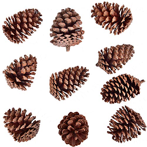 Product Cover Buytra 10 Pack Christmas Pine Cones 2.75-4 Inches Natural Pinecones Ornaments for DIY Crafts, Xmas Table Centerpieces, Home Decorations