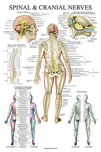 Product Cover Spinal Nerves Anatomical Chart - Spine and Cranial Nervous System Anatomy Poster (with Dermatomes) (Laminated, 18 x 27)