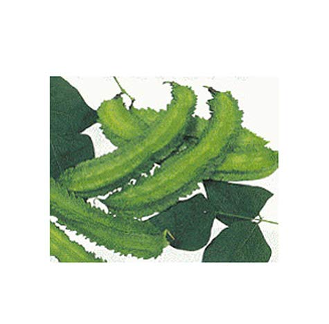 Product Cover Winged Bean Seeds - Almost All Parts of The Plant are Edible. Once Considered The Food That Could Feed The Planet