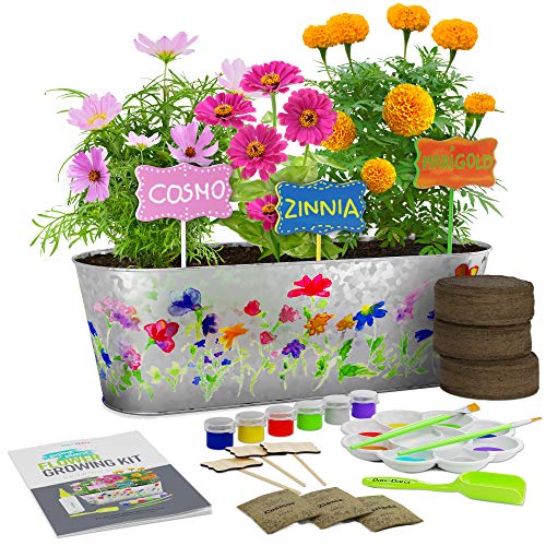 Product Cover Dan&Darci Paint & Plant Flower Growing Kit - Grow Cosmos, Zinnia, Marigold Flowers : Includes Everything Needed to Paint & Grow - Great Gardening Science Gifts for Girls and Boys Ages 6 7 8 9 10