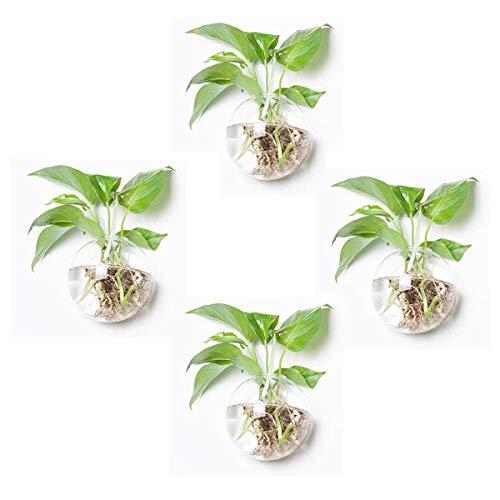 Product Cover Orimina Pack of 4 Glass Planters Wall Hanging Planters Round Glass Plant Pots Hanging Air Plant Pots Flower Vase Air Plant Terrariums Wall Hanging Plant Container, 4.7 Inch Diameter