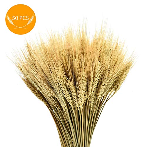 Product Cover AQUEENLY Wheat Stalks, 50 PCS Natural Dry Wheat Decor for Christmas Wedding Home Office Decoration, 13.7 Inches
