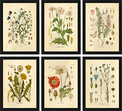 Product Cover Ink Inc Botanical Prints Wildflower Prints Floral Wall Art - Set of 6-8x10 - Matte - Unframed