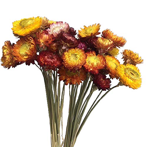 Product Cover Color Life 40 Pcs Natural Dried Bouquet,Natural Flowers Bouquet Daisies Dried Daisies, Home furnishings,DYI Flower Arrangement, (Natural Color)