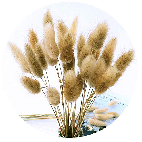 Product Cover Color Life 110-120 Pcs Dried Natural Flowers Decoration |The Rabbit Tail Grass,Pampas Grass, Dried Fox Tail, for Home Decor, Party Themed Decorations,16in, (Natural)