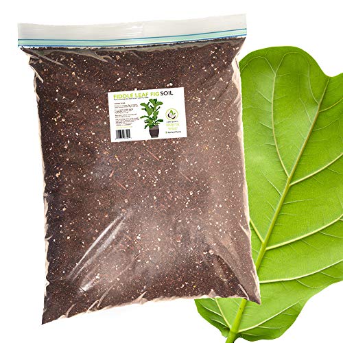 Product Cover Fiddle Leaf Fig Soil by Perfect Plants-8QTS, Professional Blend for All Fiddle Leaf Figs