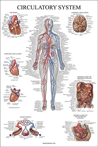 Product Cover Circulatory System Anatomical Chart - Vascular Anatomy Poster - Double Sided - (18