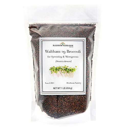 Product Cover Broccoli Sprouting Seeds for Broccoli Sprouts & Microgreens | Waltham 29 Variety | Non GMO Heirloom Seeds | 1 LB Resealable Bag | Perfect for Sprouting Jar & Seed Tray | Rainbow Heirloom Seed Co.