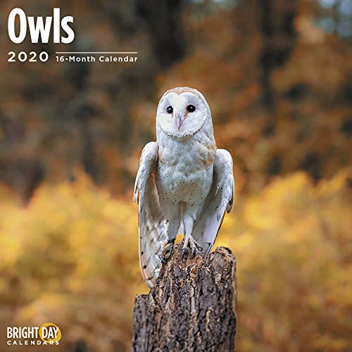 Product Cover 2020 Owls Wall Calendar by Bright Day, 16 Month 12 x 12 Inch, Cute Animal Bird