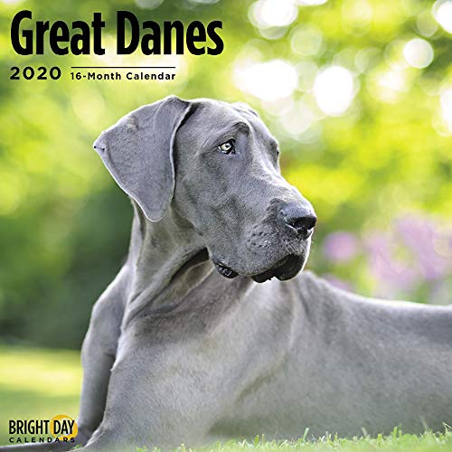 Product Cover 2020 Great Danes Wall Calendar by Bright Day, 16 Month 12 x 12 Inch, Cute Dogs Puppy Animals Gentle Giant Apollo Canine