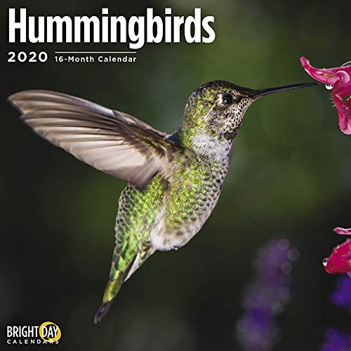 Product Cover 2020 Hummingbirds Wall Calendar by Bright Day, 16 Month 12 x 12 Inch, Cute Bird Collection