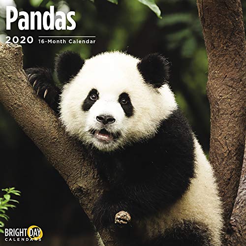 Product Cover 2020 Pandas Wall Calendar by Bright Day, 16 Month 12 x 12 Inch, Cute Bear Animal