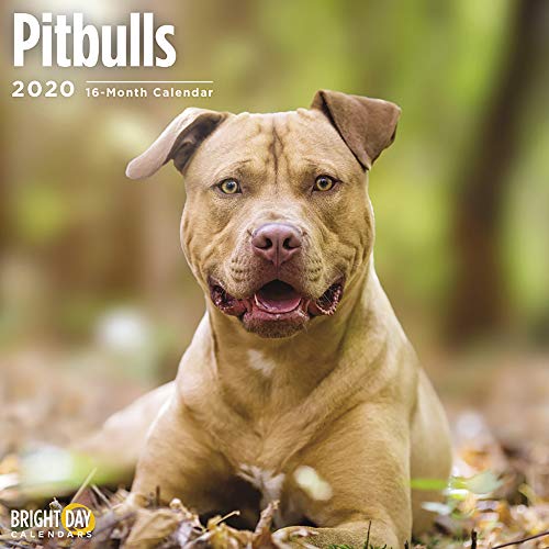 Product Cover 2020 Pitbulls Wall Calendar by Bright Day, 16 Month 12 x 12 Inch, Cute Dogs Puppy Animals Pittie Canine