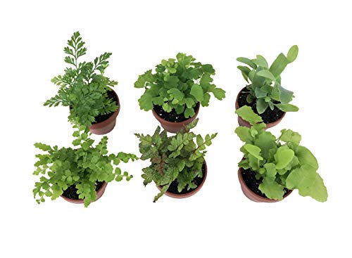 Product Cover Micro Ferns (6 Plants) (1.5