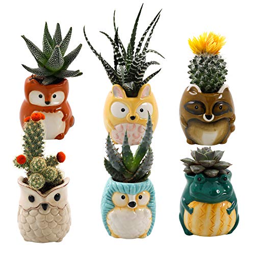 Product Cover Animal Ceramic Succulent Planters Set of 6 | 2.5 Inch Small Cactus Pots with Drainage Hole Cute Gift Raccoon Owl Rabbit Hedgehog Frog Fox (Backyard Animals)