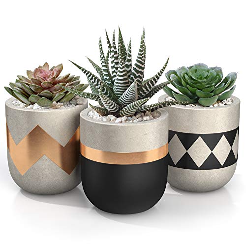 Product Cover 3 inch Small Succulent Pots with Drainage - Set of 3 Concrete Planter Pots for Succulent Plants - Cement Planter Cactus Pots - Use as Succulent Planter, Cactus Pot, Mini Succulent Pots, Cactus Planter