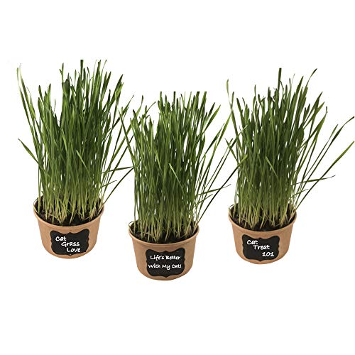 Product Cover Easy Cat Grass Kit (3 Pack) - Just Add Water. Includes Certified Organic Non GMO Wheatgrass Seed, Fiber Soil, Cups, Chalkboard Labels & Chalk. Your Pets Will Love This.