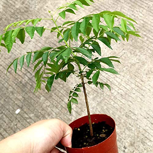 Product Cover 100Pcs Curry Leaf Tree Seeds Petted Culinary Herb Plant Outdoor Garden Decor Curry Seeds
