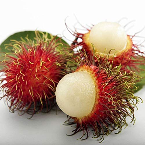 Product Cover fanmaosdf Rambutan Seeds, 15Pcs Garden Bonsai Dwarf Organic Tasty Fruit Tree Home Decor for Planting Garden Courtyard 15pcs