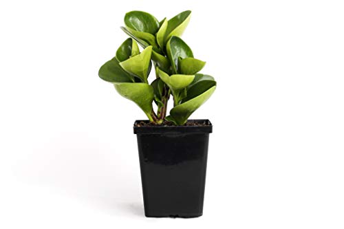Product Cover Plants by Post Peperomia Obtusifolia Green Quart Baby Rubber Plant 4