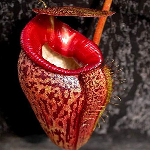 Product Cover Mggsndi 20Pcs Nepenthes Seeds Garden Balcony Roof Bonsai Carnivorous Pitcher Plants - Heirloom Non GMO - Seeds for Planting an Indoor and Outdoor Garden red (20PCS) Nepenthes Seeds