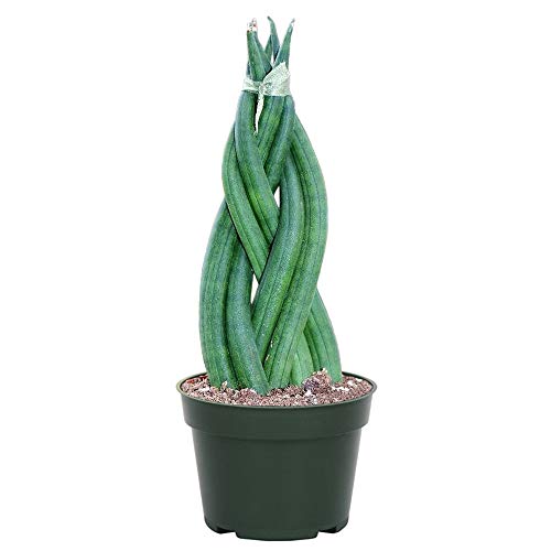 Product Cover AMERICAN PLANT EXCHANGE Braided Sansevieria Cylindrica Dragon Fingers Easy Care Live Plant, 4