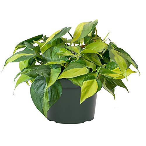 Product Cover AMERICAN PLANT EXCHANGE Philodendron Brasil Easy Care Live Plant, 6