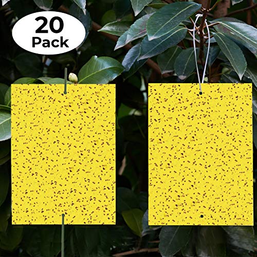 Product Cover Yellow Sticky Traps (20 Pack) - Gnat Trap - Gnat Killer - Fruit Fly Paper - Fly Traps Indoor Sticky - Yellow Sticky Traps Fungus Gnat - Sticky Traps Insects - Fruit Flies - Dual-Sided - Indoor/Outdoor
