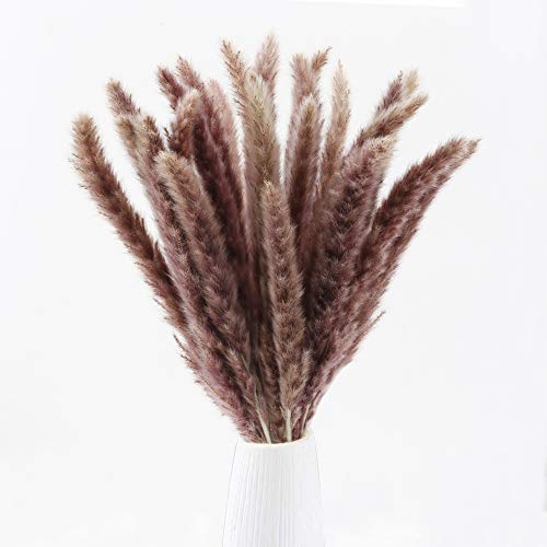 Product Cover XYXCMOR Dried Pampas Grass Plumes 30pcs 17 Inch Tall Natural Phragmites Communis Artificial Faux Reed Flower Stems Bunch Arrangements Vase Door Wreath Decor Brown
