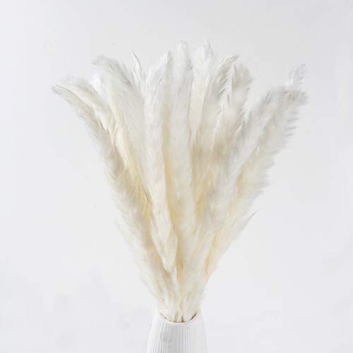 Product Cover XYXCMOR Dried Pampas Grass Plumes 25pcs 17 Inch Tall Natural Dried Flowers Arrangements for Wedding Vase Door Wreath Decor Artificial Faux Reed Flower Stems Bunch White