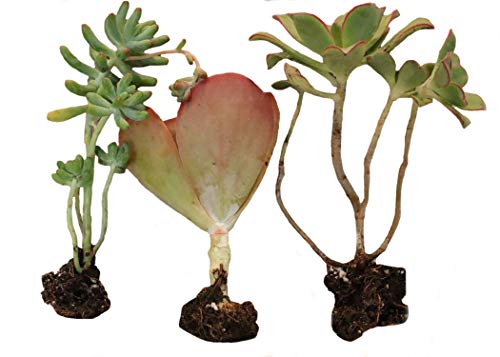 Product Cover Succulent Plants, Fully Rooted (4 Pack) Real Live Succulents/Big Succulents (3 inch) Great Quality Succulents/Unique Indoor/Garden Decorations