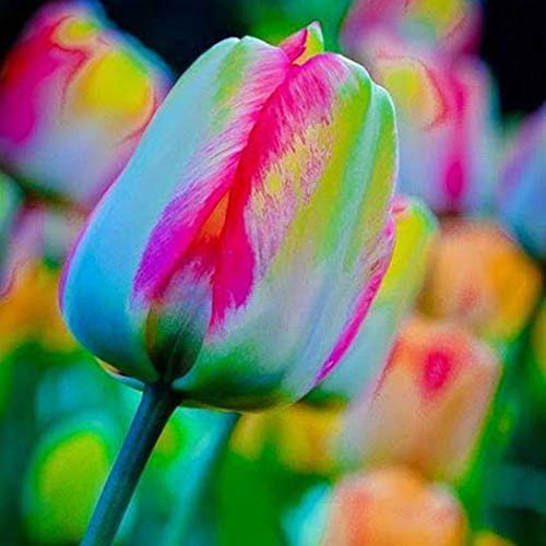 Product Cover Hreway 100pcs/ Bag Rainbow Tulip Bulbs Seeds Garden Flower Plant Flowers